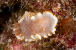 Chromodoridoidea