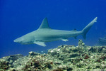 Galeomorphi