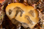Polyclinidae