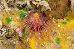 Bivalves