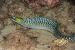 Muraenidae