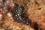 Rhabditophora