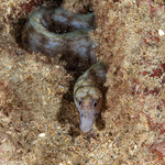 Anguilliformes