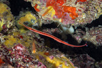 Syngnathidae