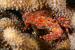 Thalamitinae