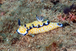 Nudibranchs