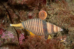 Neogastropoda