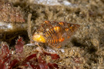 Muricidae
