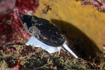 Mitridae