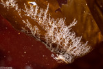 Campanulariidae