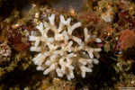 Celleporella