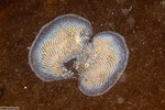Membranipora