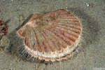 Pectinidae