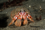 Paguroidea