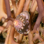 Tegulidae
