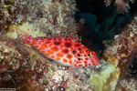 Centrarchiformes
