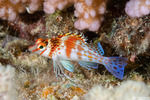 Centrarchiformes
