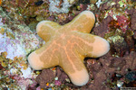Choriaster