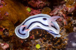 Chromodoridinae