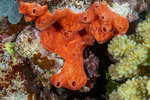 Didemnidae