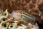 Blenniiformes