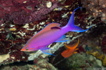 Perciformes