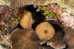 Calcarea