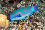 Scaridae
