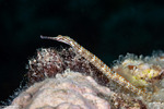 Syngnathinae