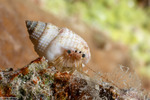 Pagurixus