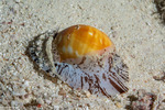 Naticinae