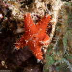 Neoasteroidea