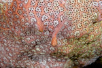 Tunicates