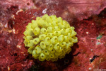 Pycnoclavella