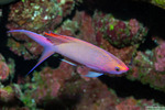 Perciformes