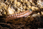 Blenniiformes