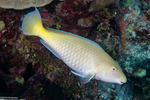Scaridae