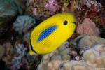 Acanthuriformes