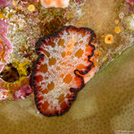 Pseudobiceros