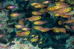 Pempheridae