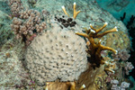 Porifera