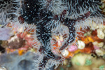 Zanclea