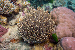 Stony Corals