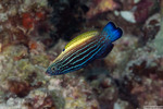 Labropsis