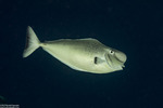 Acanthuridae