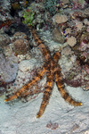 Asterozoa