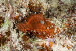 Muricidae