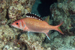 Holocentridae