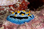 Phyllidiidae