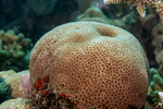 Poritidae